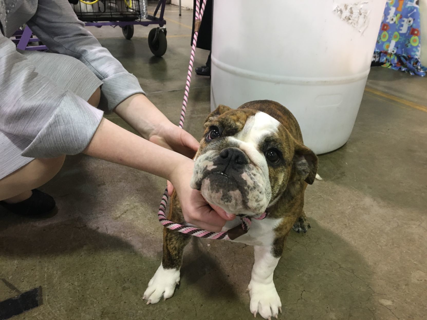 Dog Show - Bulldog